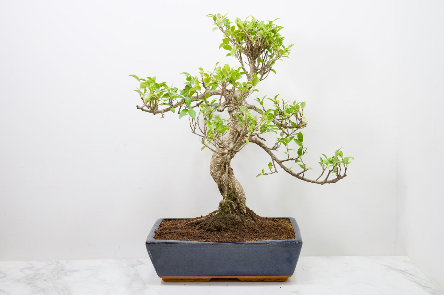 Banyan Fig Bonsai -30cm Blue Pot  + Care Kit