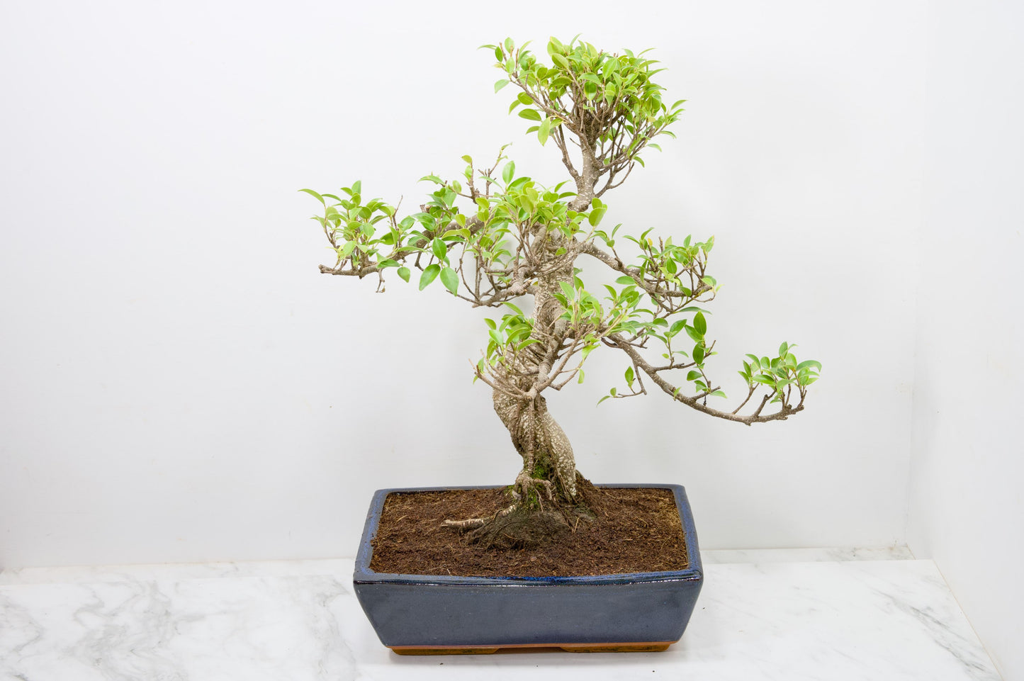 Banyan Fig Bonsai -30cm Blue Pot  + Care Kit