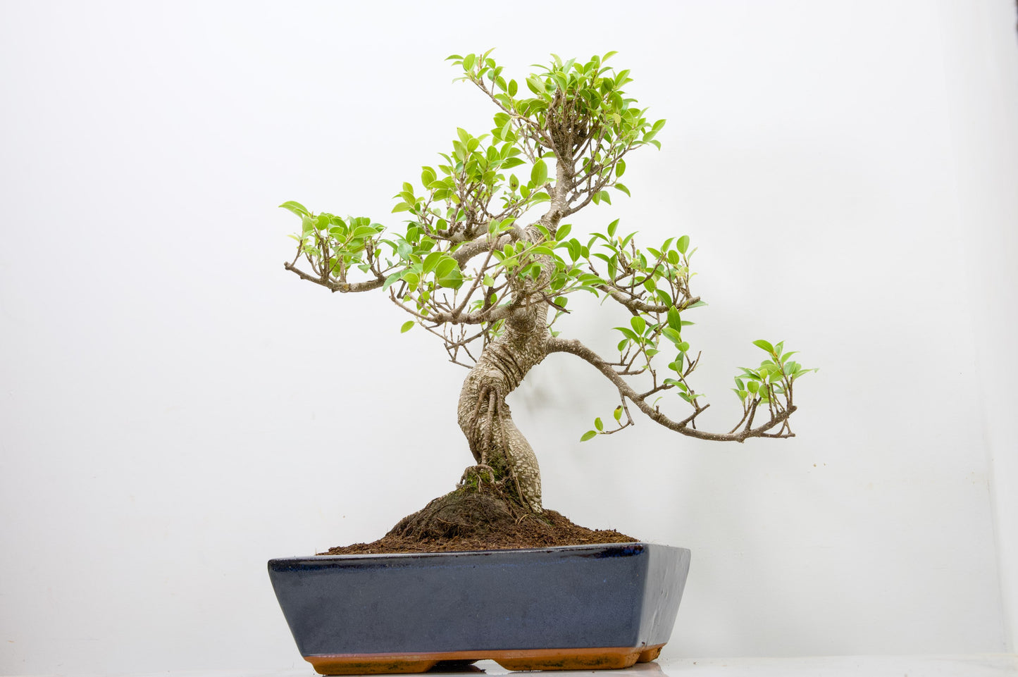Banyan Fig Bonsai -30cm Blue Pot  + Care Kit