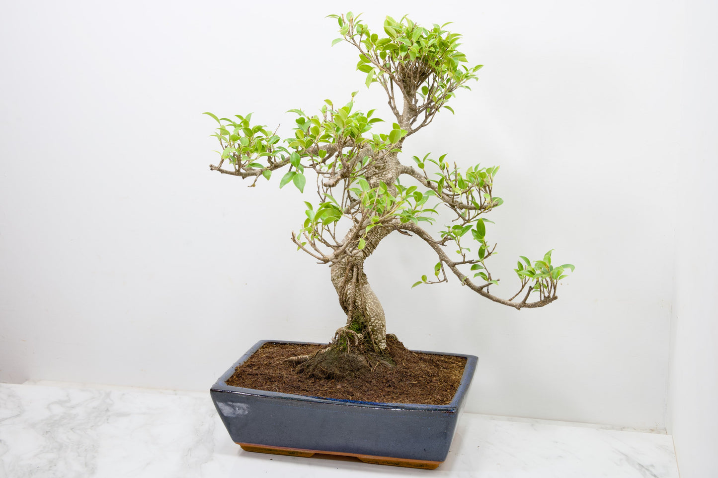 Banyan Fig Bonsai -30cm Blue Pot  + Care Kit