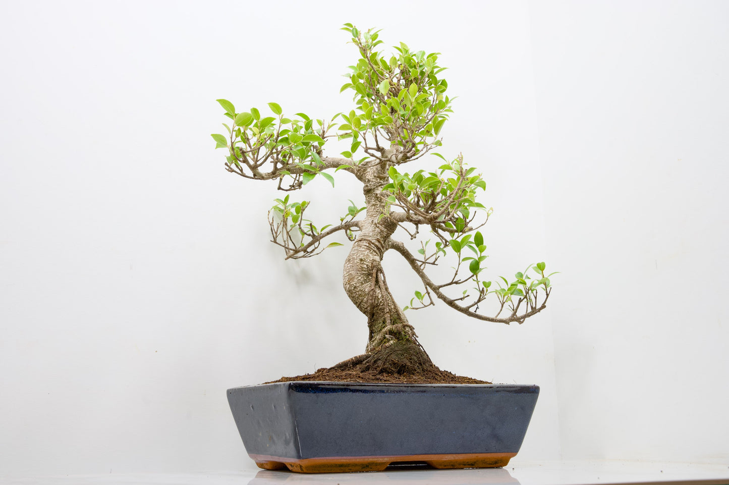 Banyan Fig Bonsai -30cm Blue Pot  + Care Kit