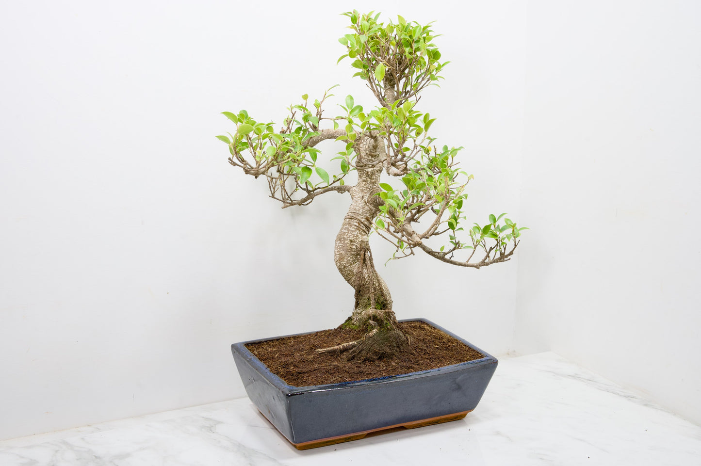 Banyan Fig Bonsai -30cm Blue Pot  + Care Kit