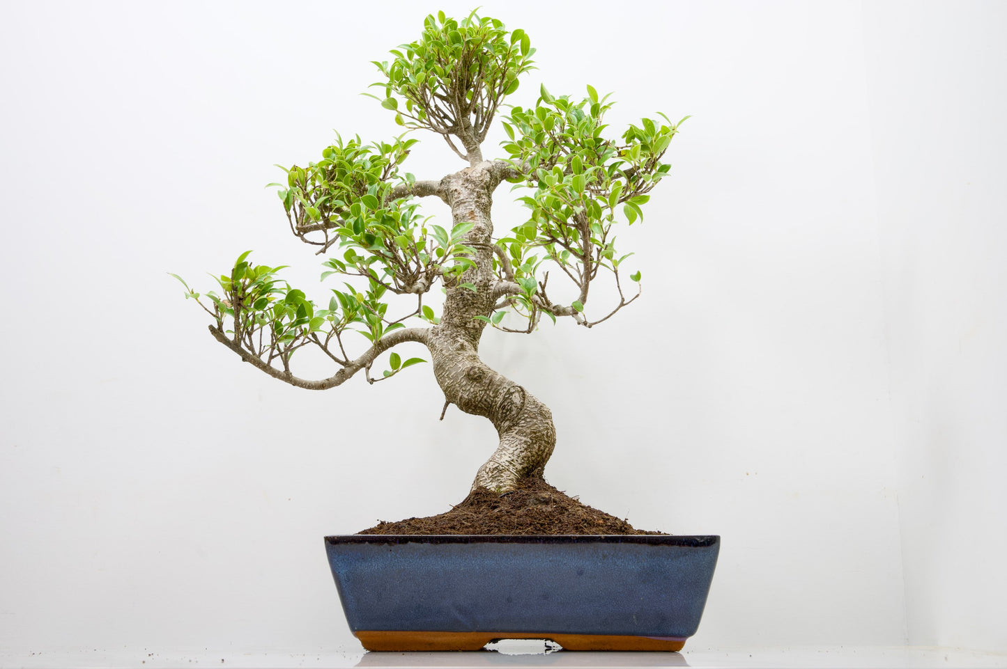 Banyan Fig Bonsai -30cm Blue Pot  + Care Kit