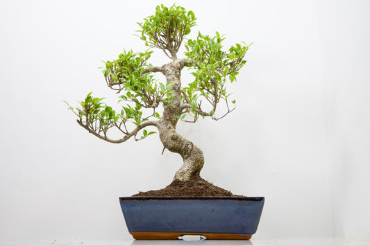 Banyan Fig Bonsai -30cm Blue Pot  + Care Kit