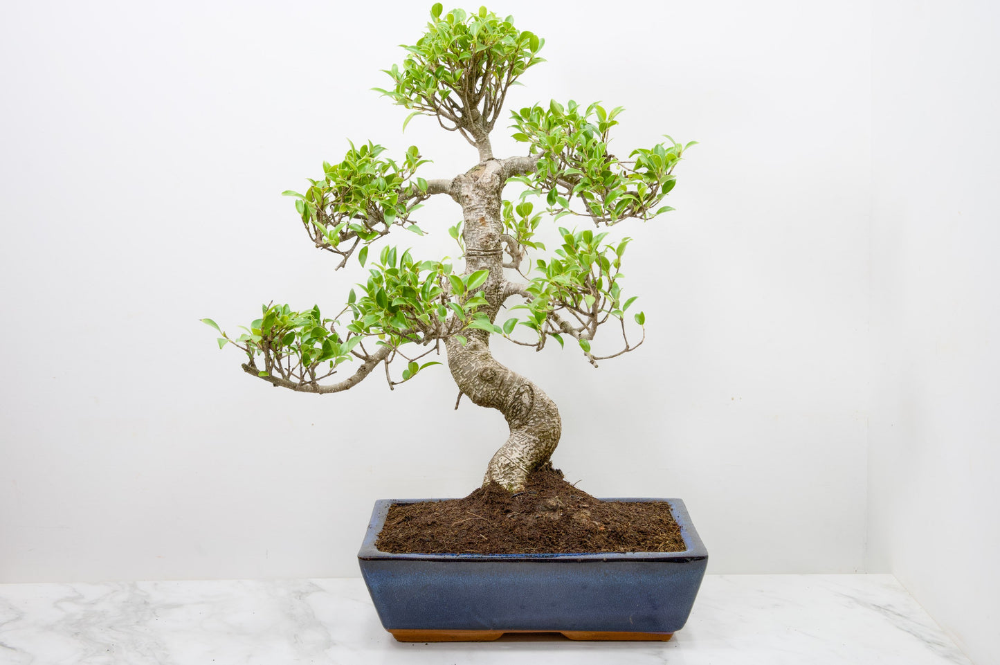 Banyan Fig Bonsai -30cm Blue Pot  + Care Kit