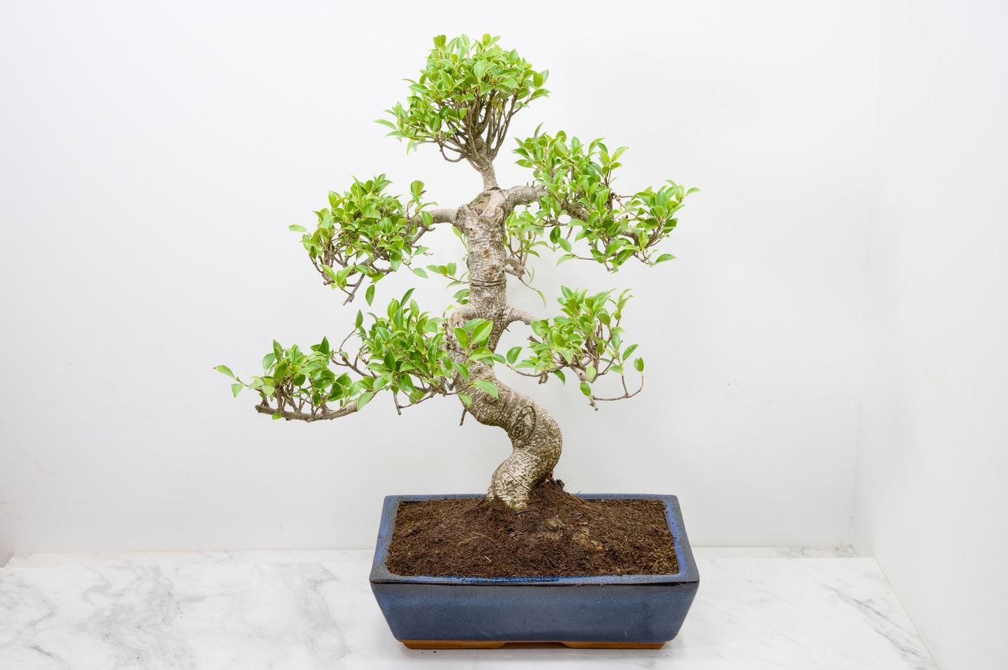 Banyan Fig Bonsai -30cm Blue Pot  + Care Kit