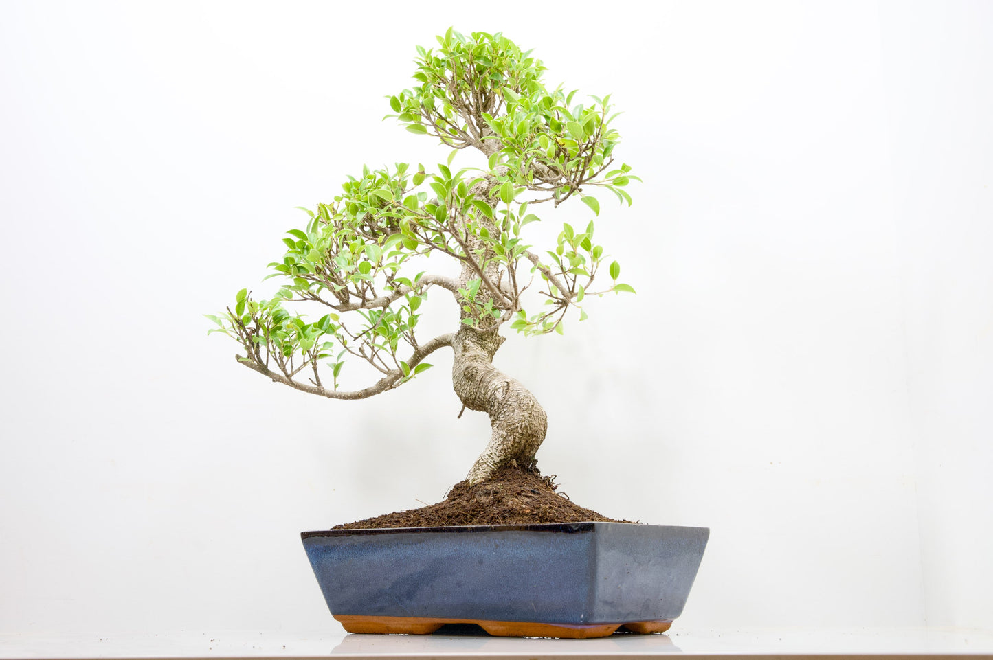 Banyan Fig Bonsai -30cm Blue Pot  + Care Kit