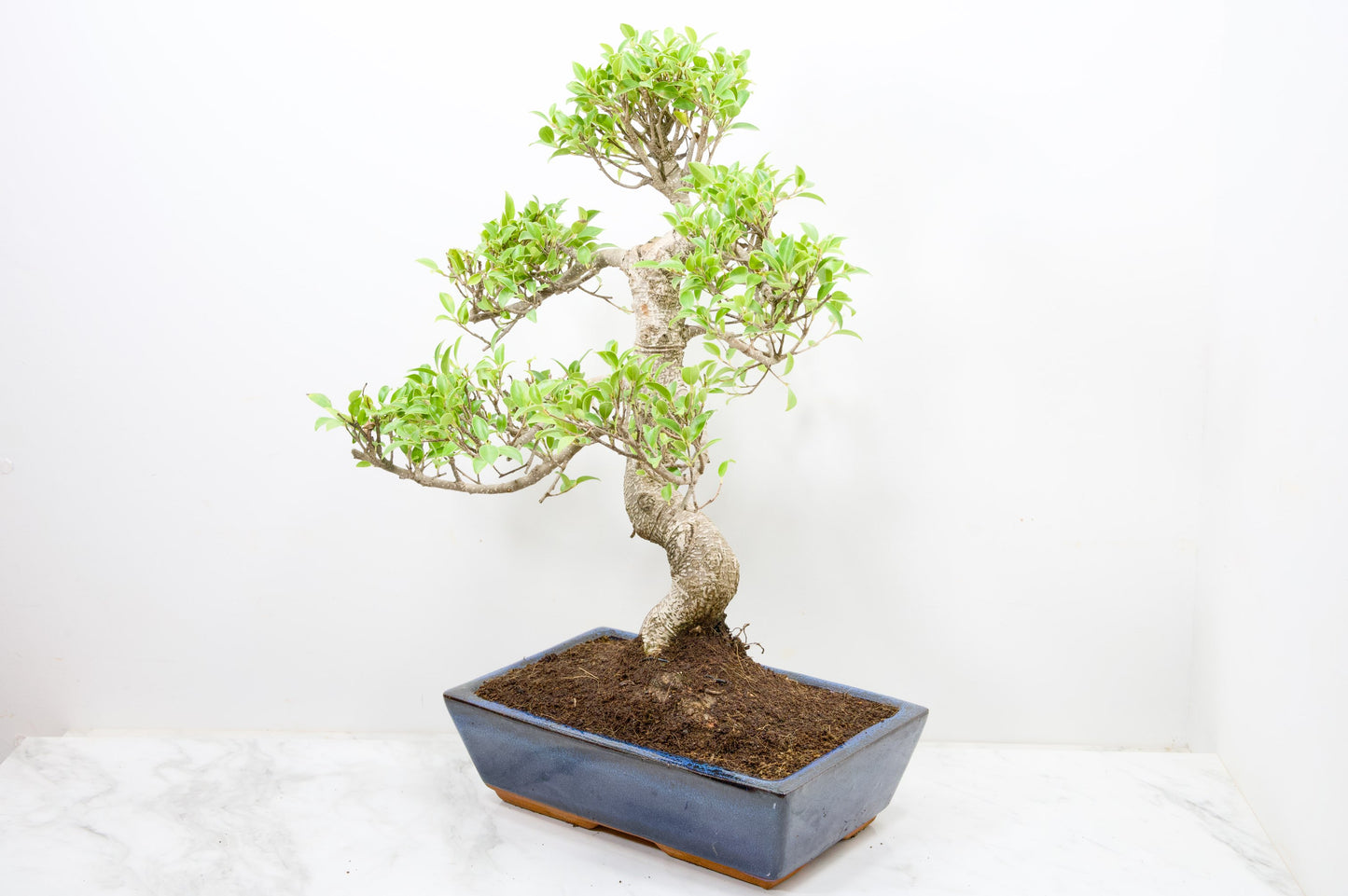 Banyan Fig Bonsai -30cm Blue Pot  + Care Kit