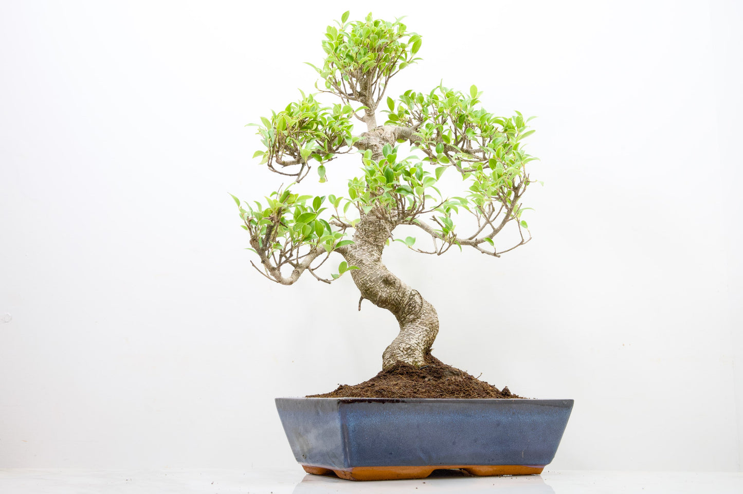 Banyan Fig Bonsai -30cm Blue Pot  + Care Kit