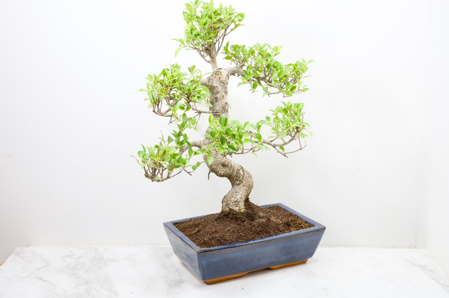 Banyan Fig Bonsai -30cm Blue Pot  + Care Kit