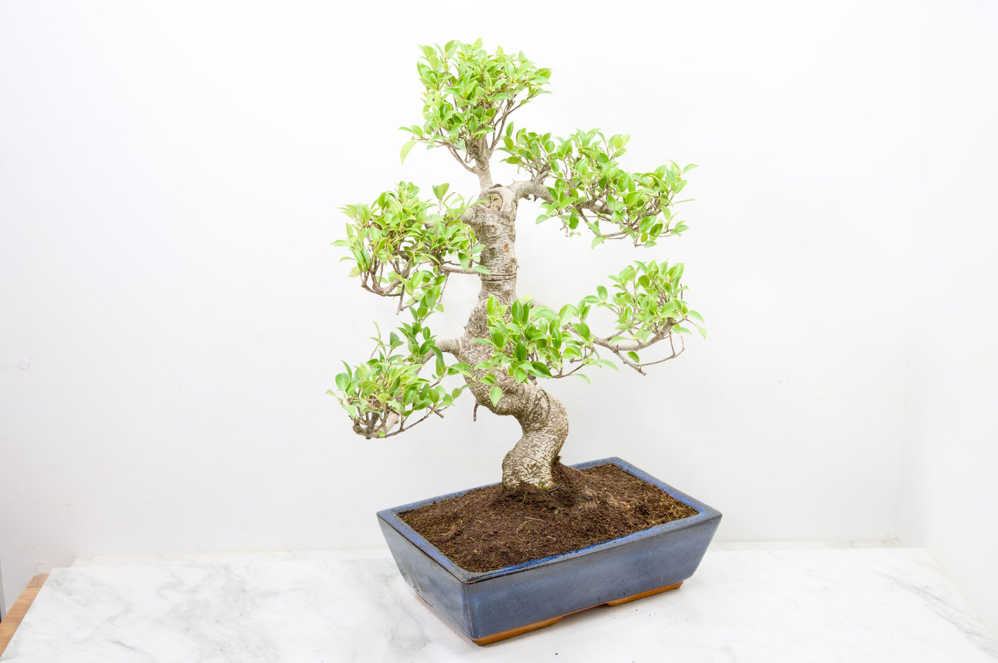 Banyan Fig Bonsai -30cm Blue Pot  + Care Kit