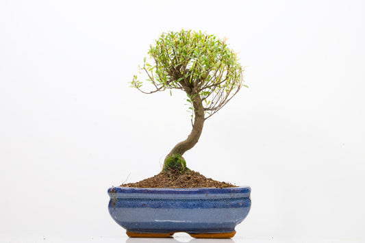 Myrtle  Bonsai Tree  - 18cm Navy Ceramic Pot