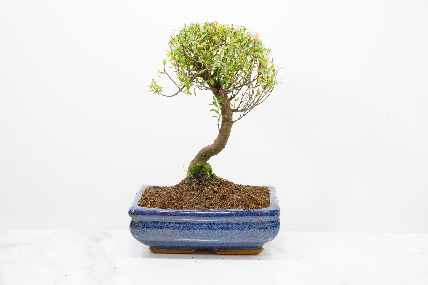 Myrtle  Bonsai Tree  - 18cm Navy Ceramic Pot