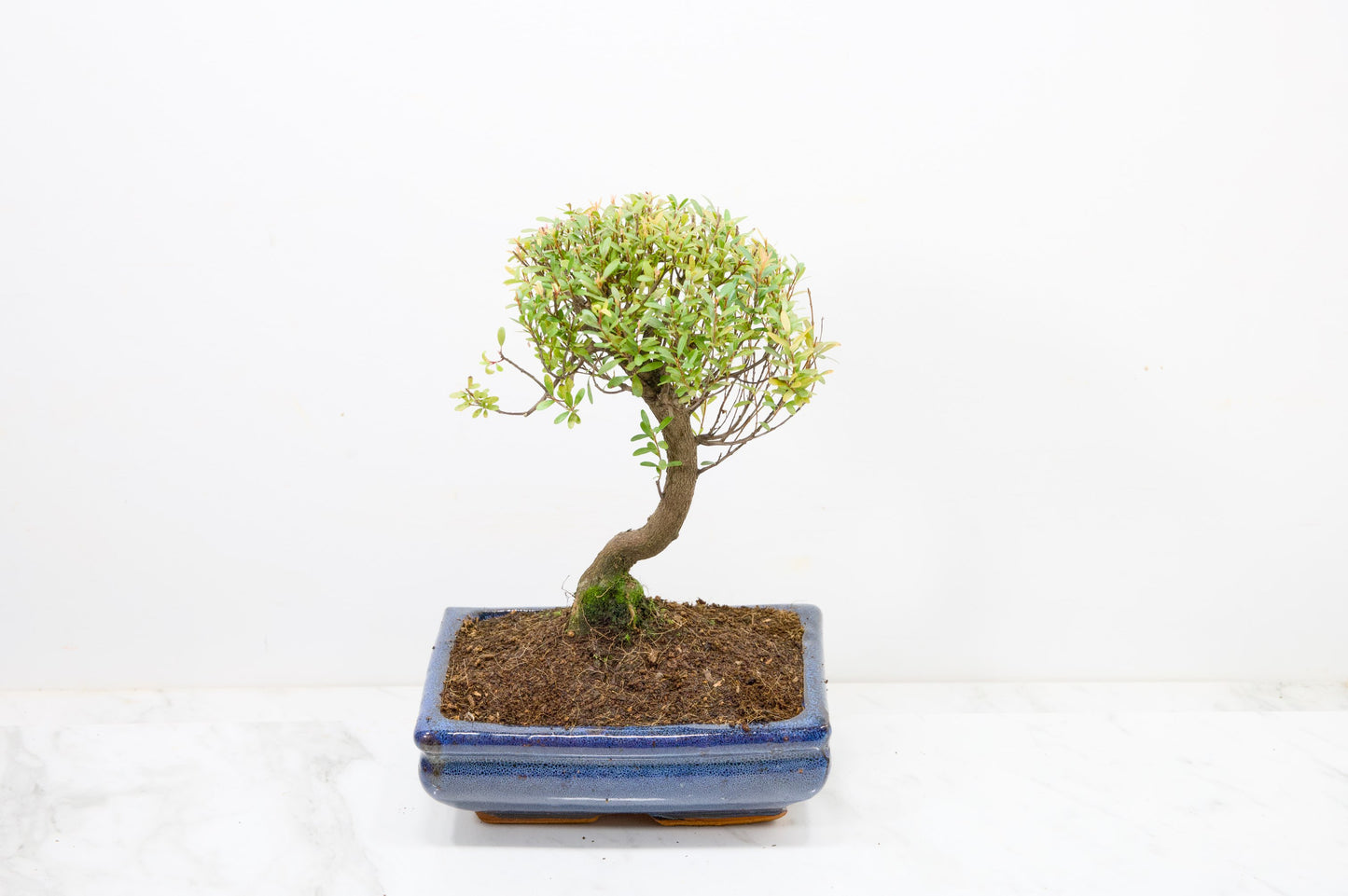 Myrtle  Bonsai Tree  - 18cm Navy Ceramic Pot