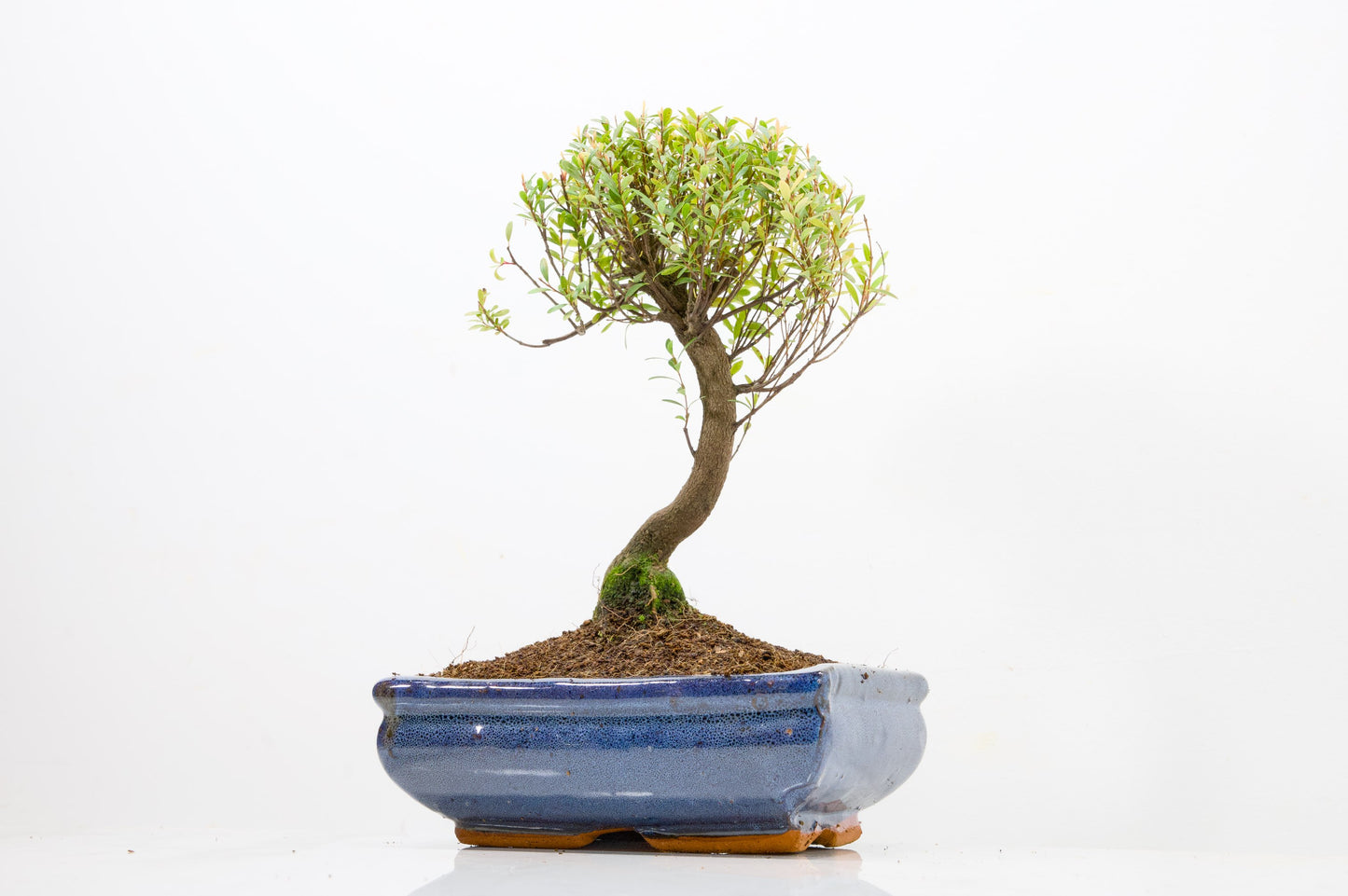 Myrtle  Bonsai Tree  - 18cm Navy Ceramic Pot