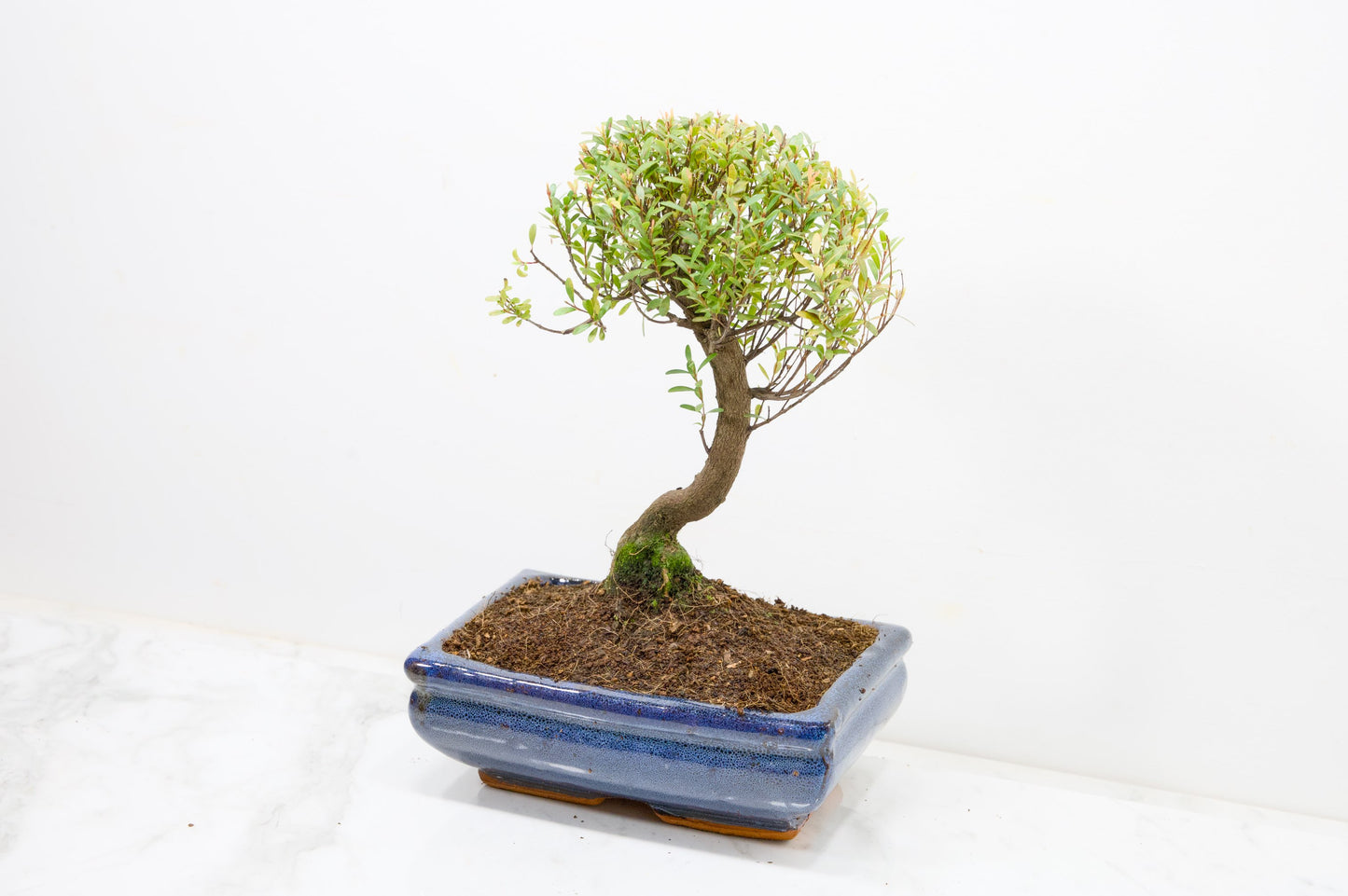 Myrtle  Bonsai Tree  - 18cm Navy Ceramic Pot