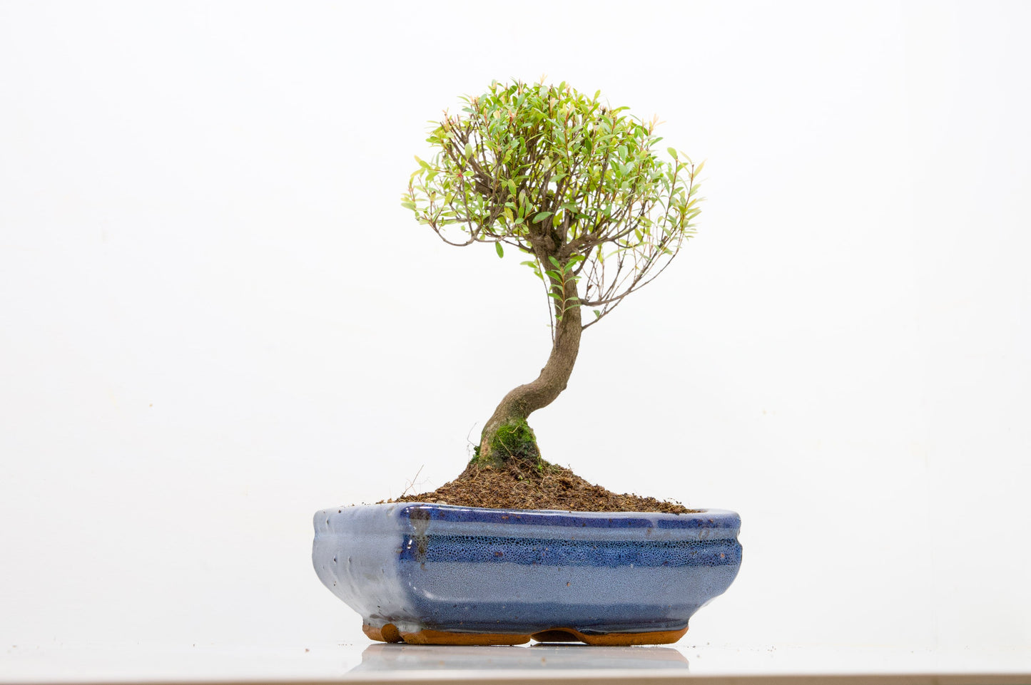Myrtle  Bonsai Tree  - 18cm Navy Ceramic Pot