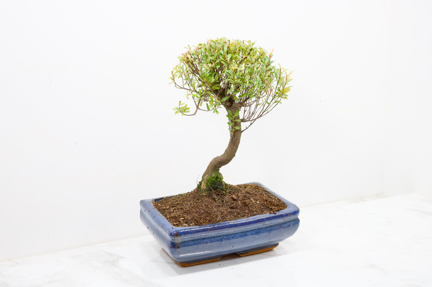 Myrtle  Bonsai Tree  - 18cm Navy Ceramic Pot