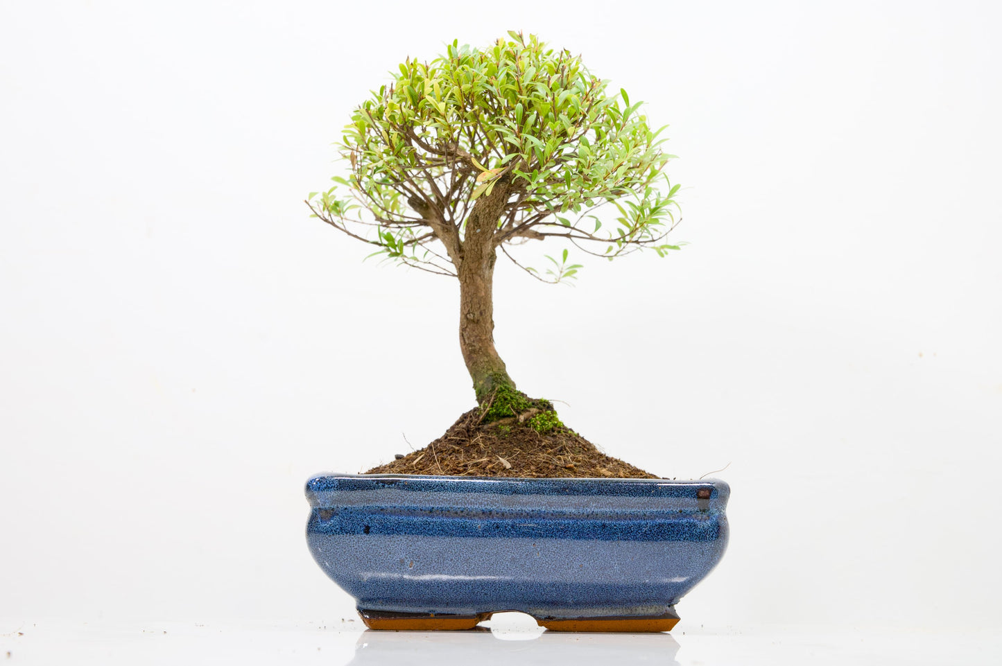 Myrtle  Bonsai Tree  - 18cm Navy Ceramic Pot