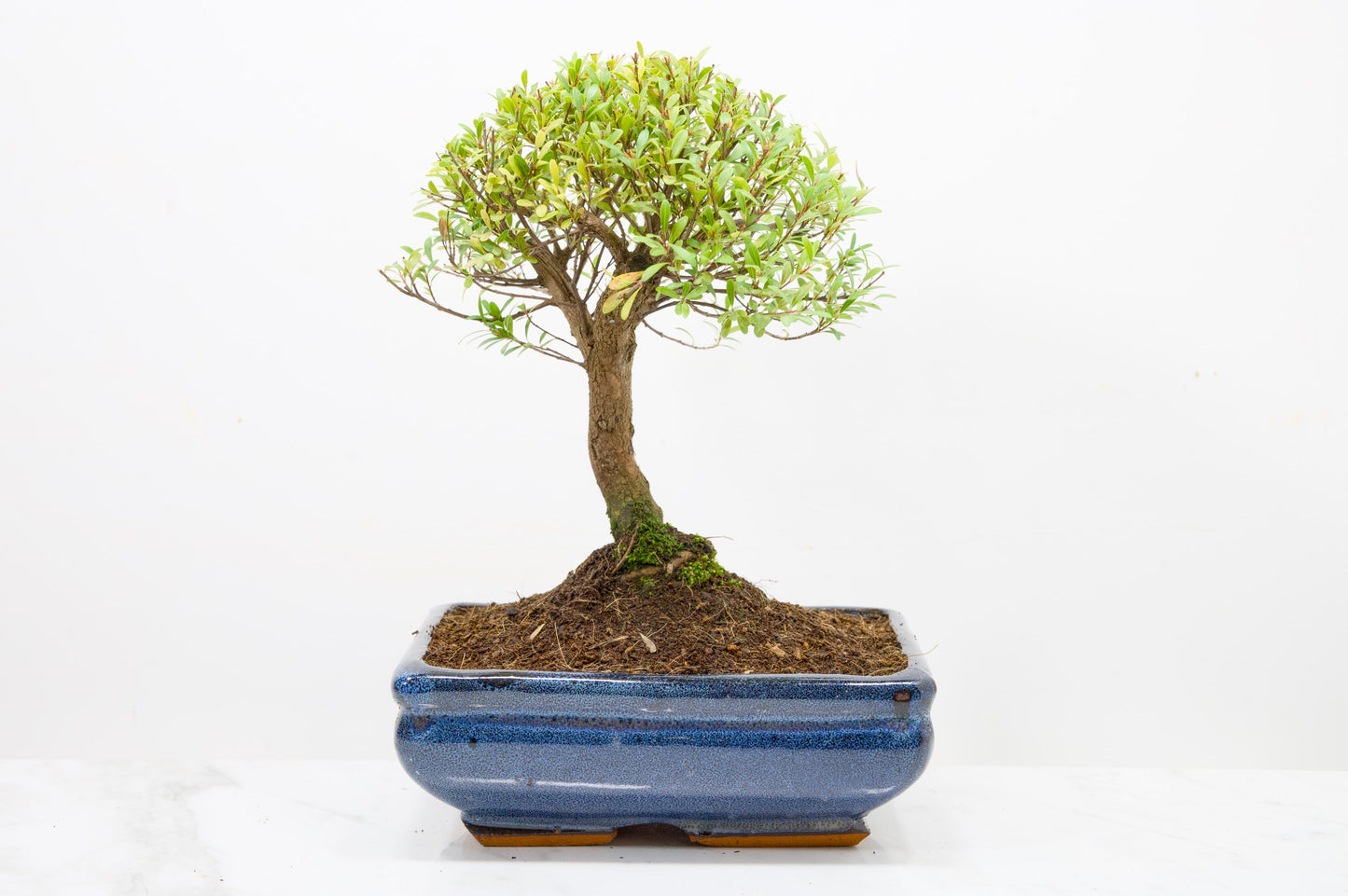 Myrtle  Bonsai Tree  - 18cm Navy Ceramic Pot