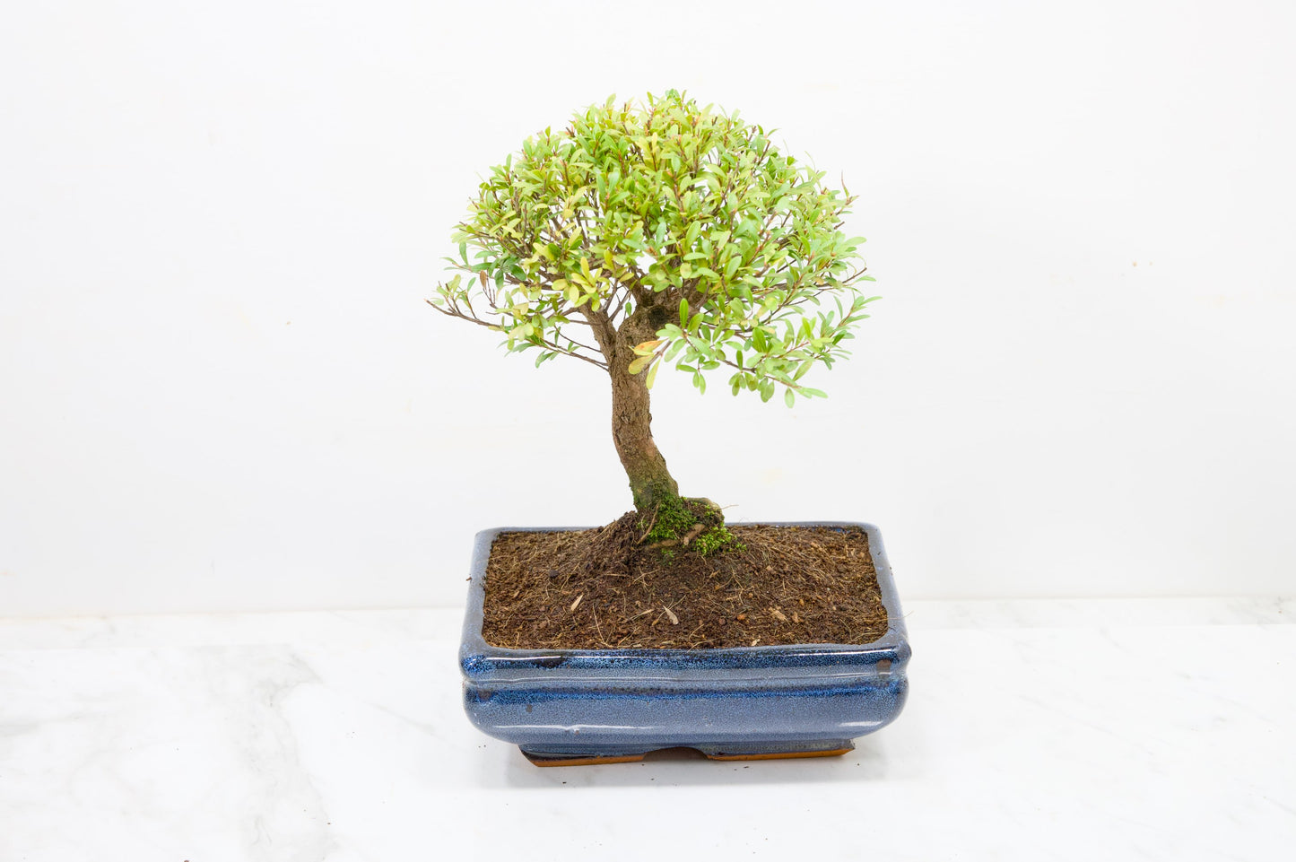 Myrtle  Bonsai Tree  - 18cm Navy Ceramic Pot