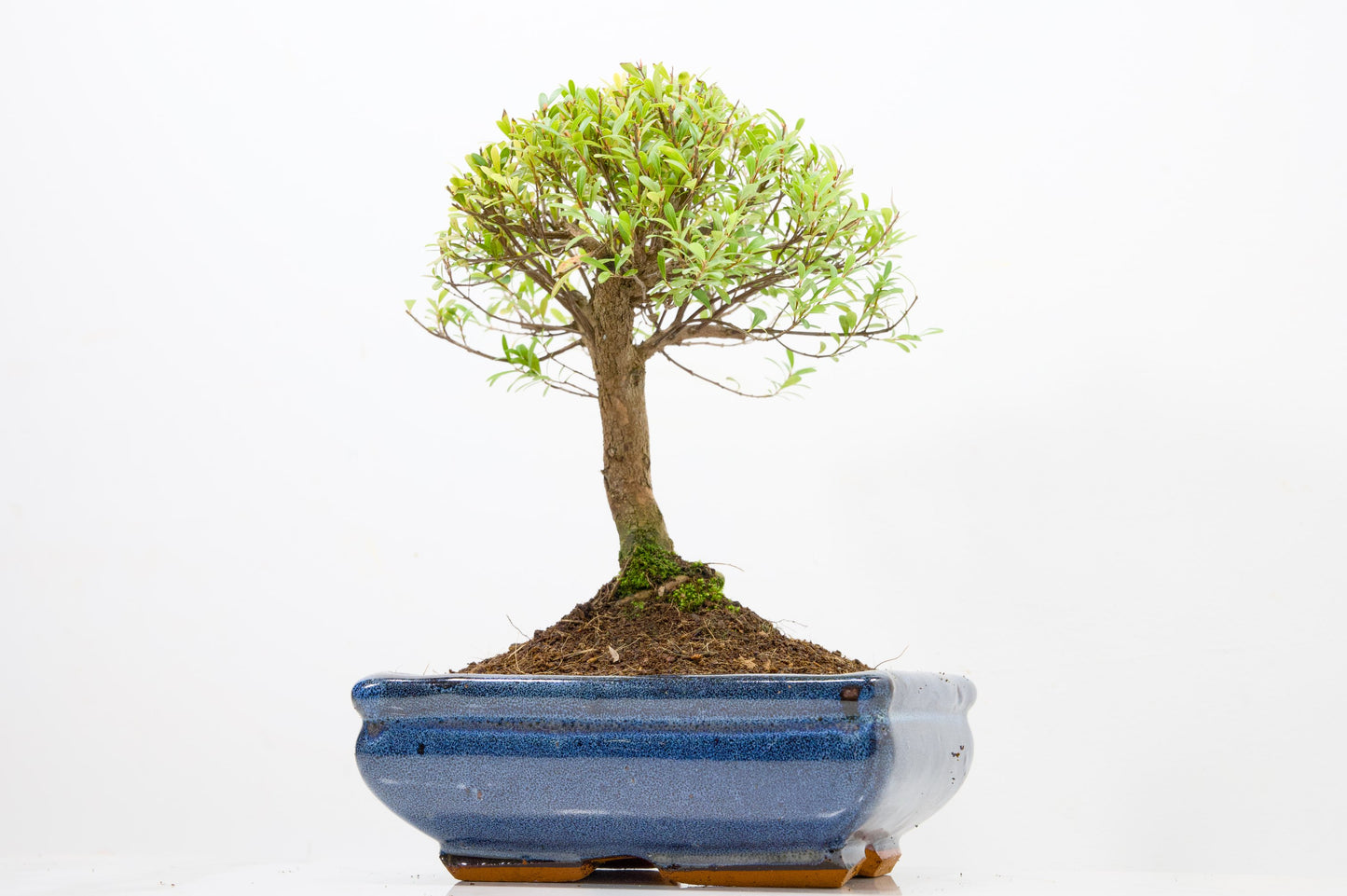 Myrtle  Bonsai Tree  - 18cm Navy Ceramic Pot
