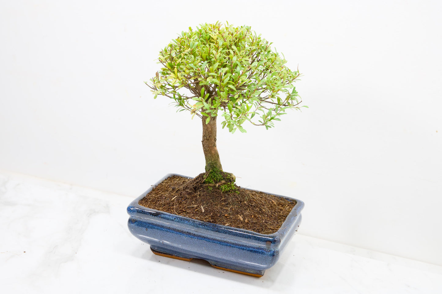 Myrtle  Bonsai Tree  - 18cm Navy Ceramic Pot