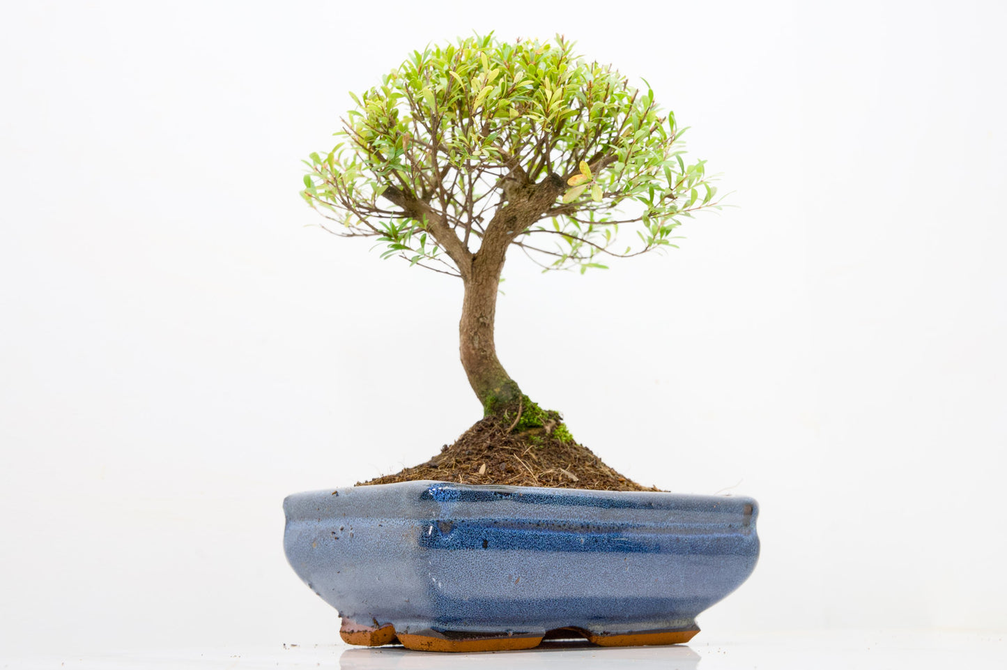 Myrtle  Bonsai Tree  - 18cm Navy Ceramic Pot