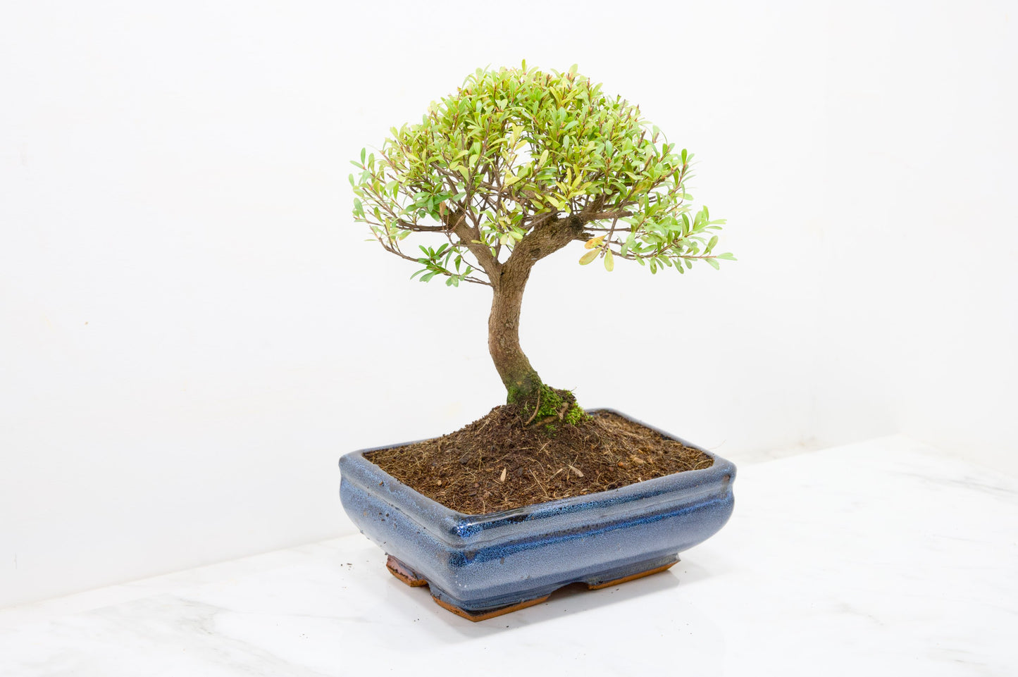 Myrtle  Bonsai Tree  - 18cm Navy Ceramic Pot