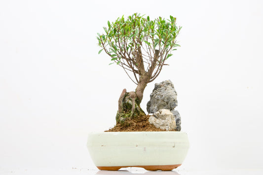 Myrtle  Bonsai Tree / Rock  - 16cm Cream Ceramic Pot