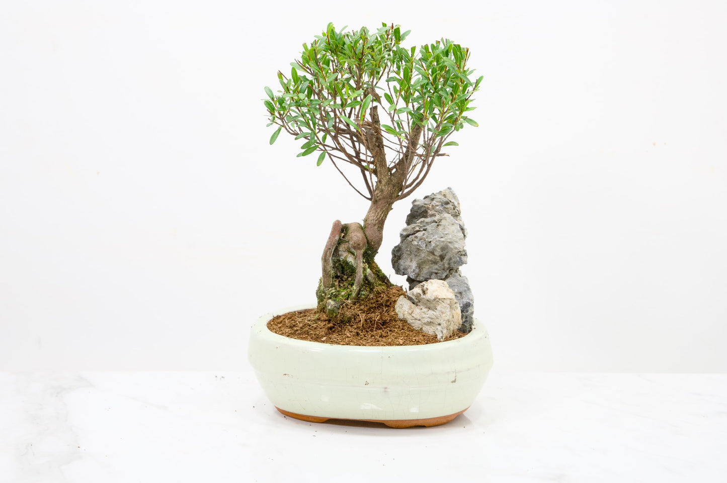 Myrtle  Bonsai Tree / Rock  - 16cm Cream Ceramic Pot