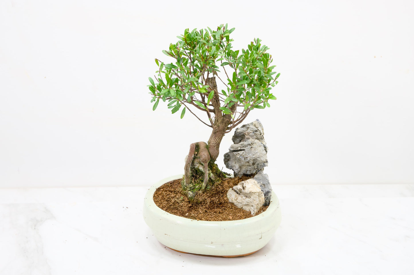 Myrtle  Bonsai Tree / Rock  - 16cm Cream Ceramic Pot