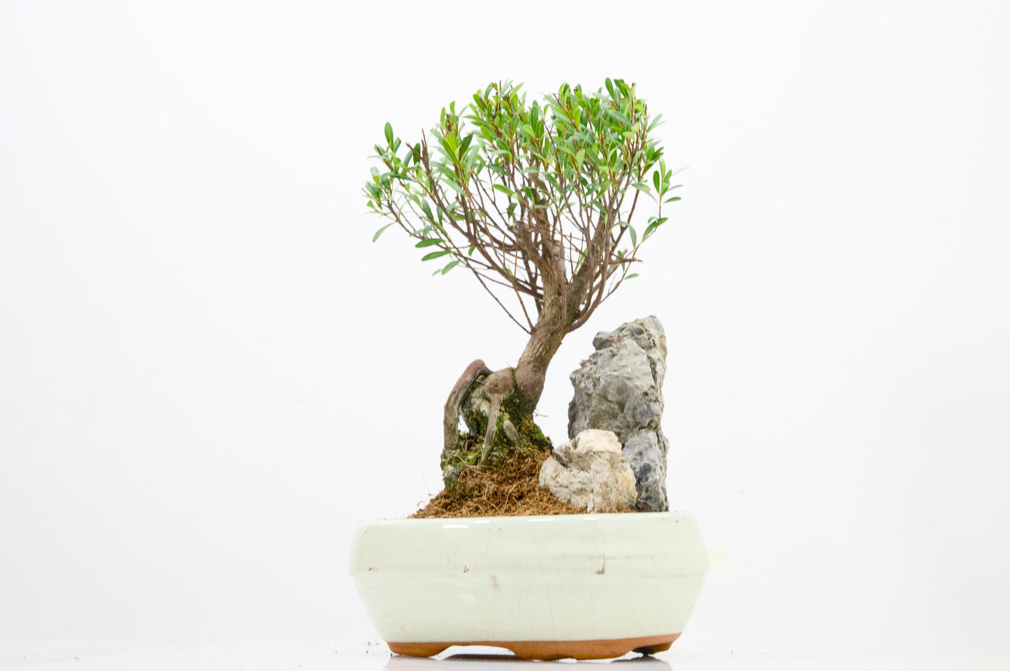 Myrtle  Bonsai Tree / Rock  - 16cm Cream Ceramic Pot