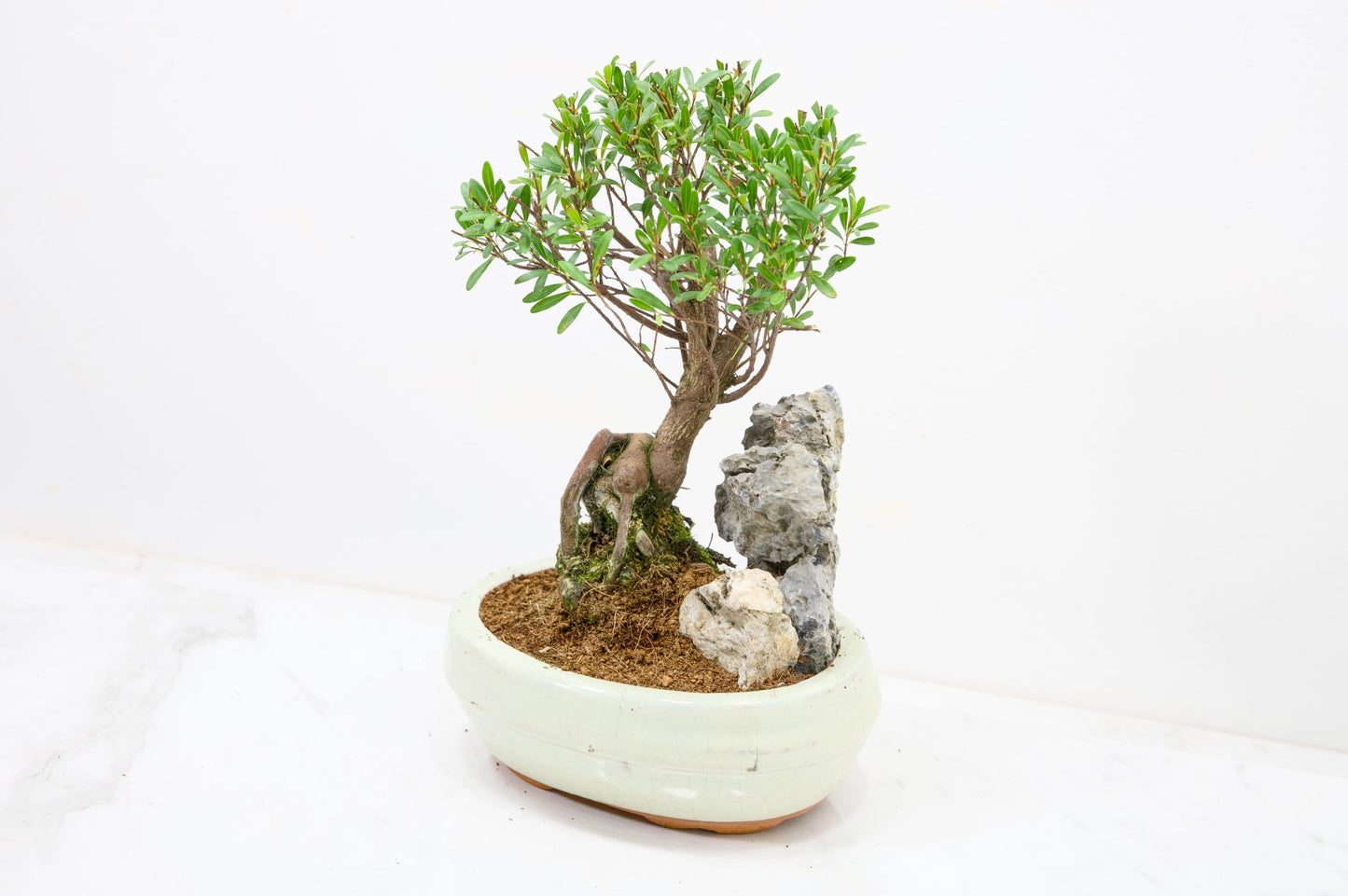 Myrtle  Bonsai Tree / Rock  - 16cm Cream Ceramic Pot