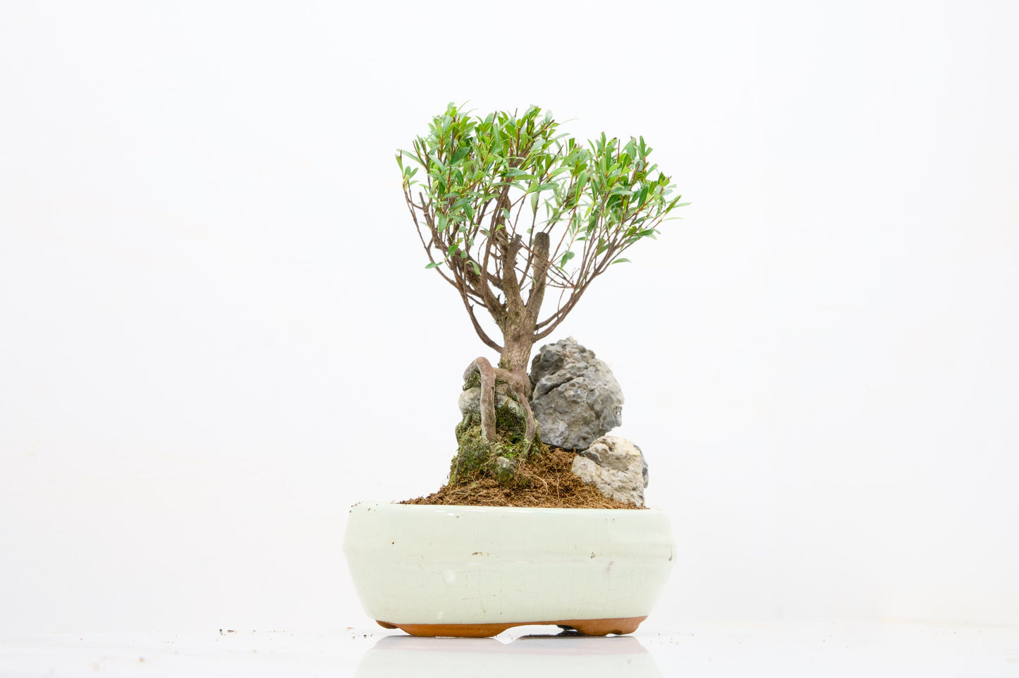 Myrtle  Bonsai Tree / Rock  - 16cm Cream Ceramic Pot