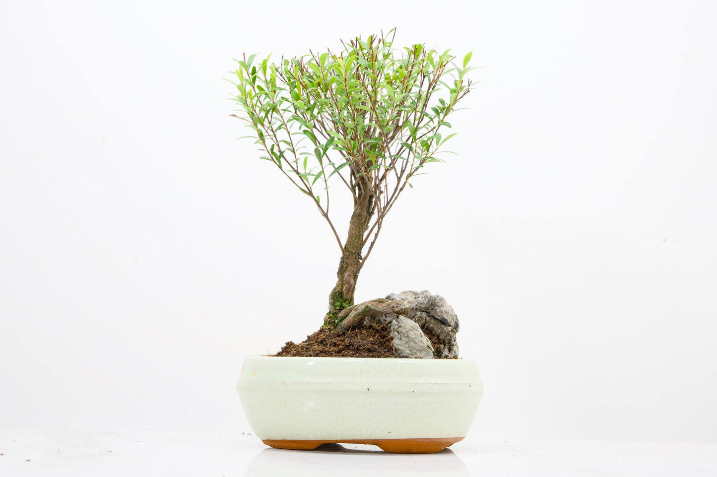 Myrtle  Bonsai Tree / Rock  - 16cm Cream Ceramic Pot