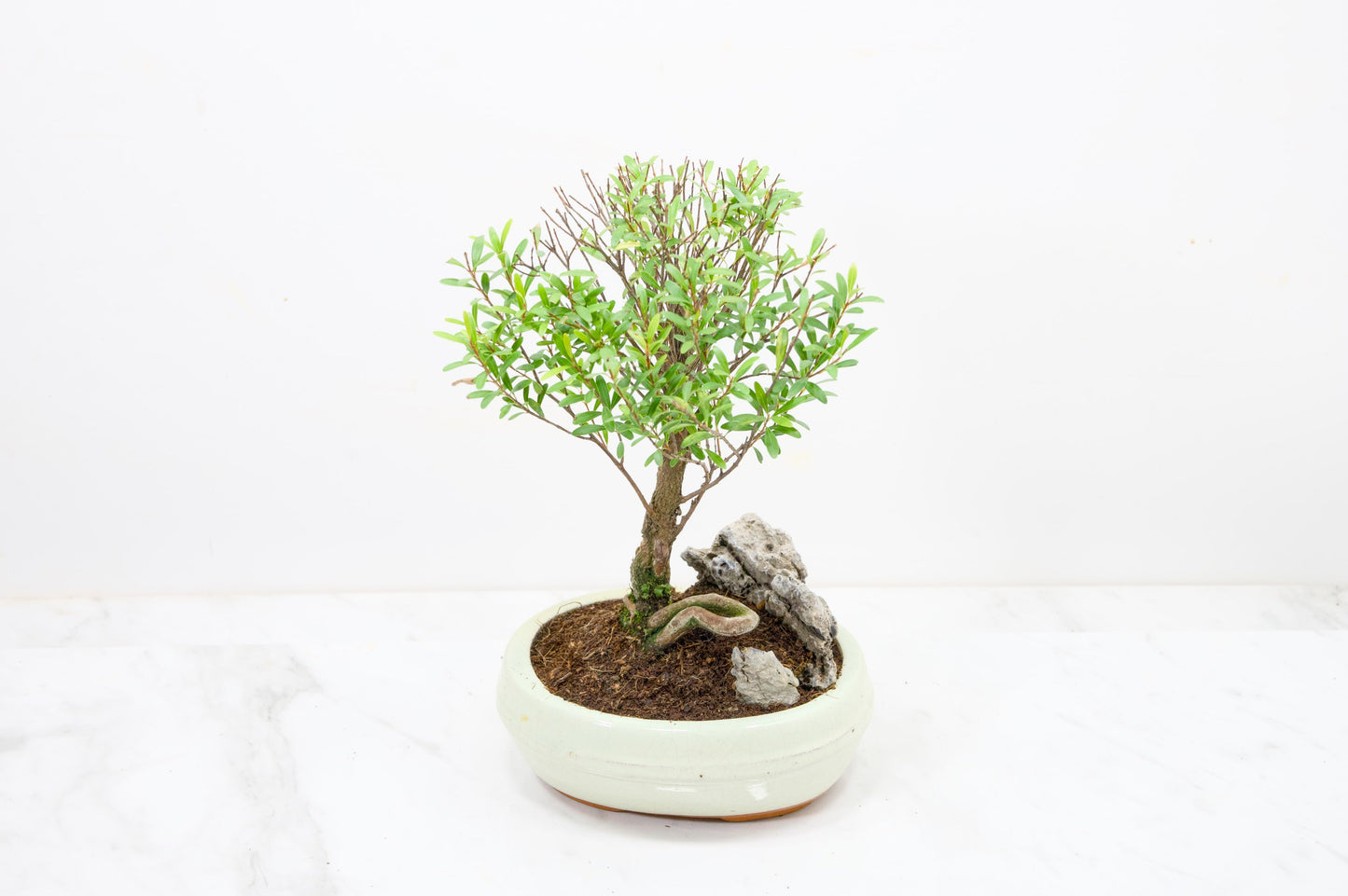 Myrtle  Bonsai Tree / Rock  - 16cm Cream Ceramic Pot