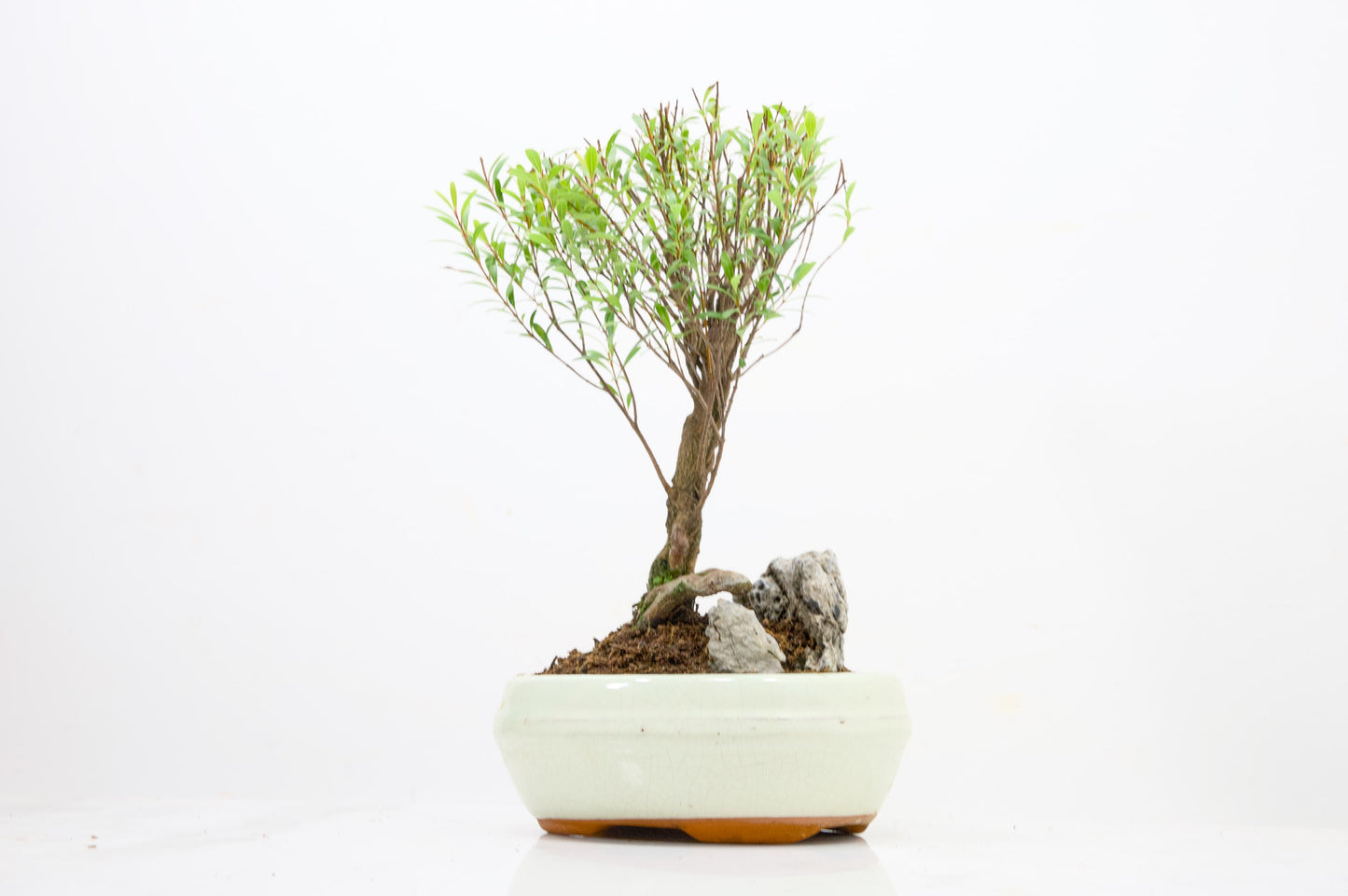 Myrtle  Bonsai Tree / Rock  - 16cm Cream Ceramic Pot
