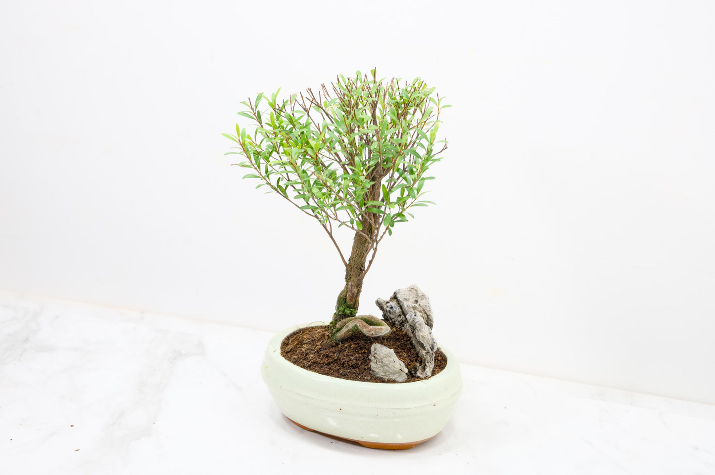 Myrtle  Bonsai Tree / Rock  - 16cm Cream Ceramic Pot
