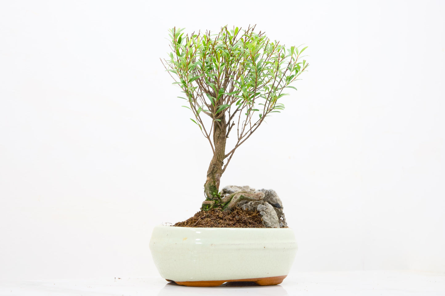Myrtle  Bonsai Tree / Rock  - 16cm Cream Ceramic Pot