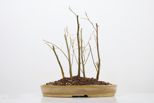 Japanese Hornbeam Bonsai Group Planting