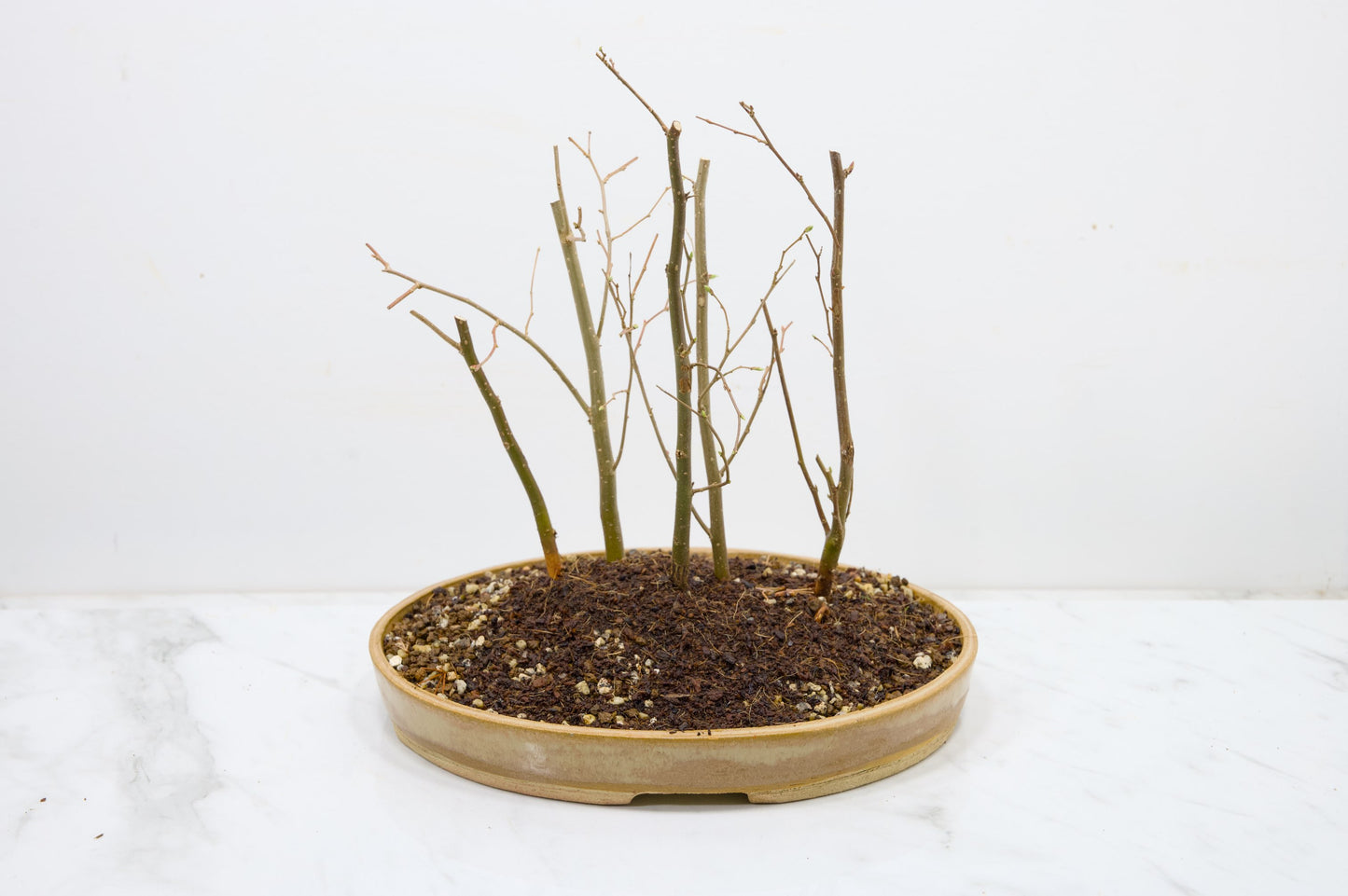 Japanese Hornbeam Bonsai Group Planting