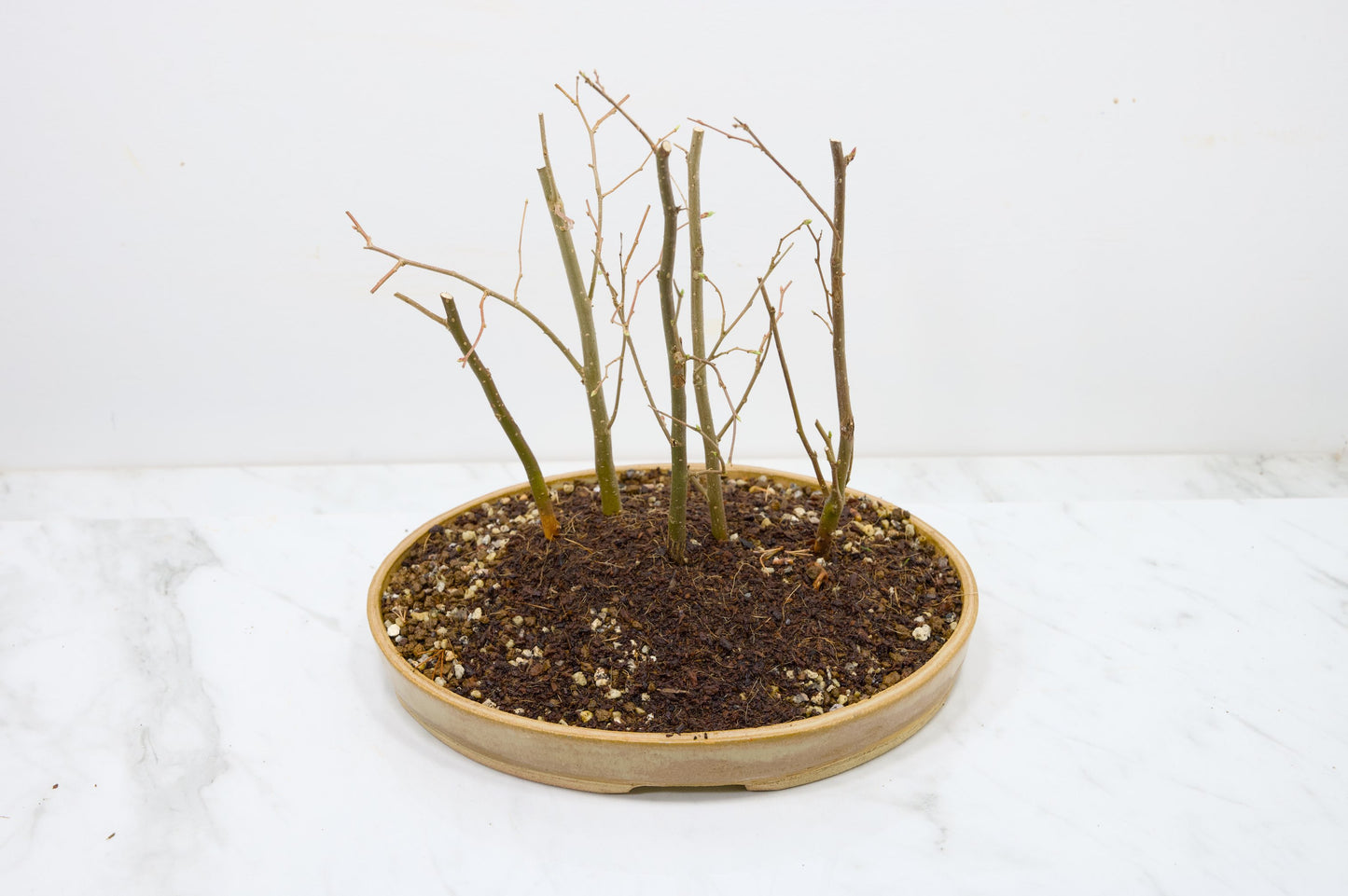 Japanese Hornbeam Bonsai Group Planting