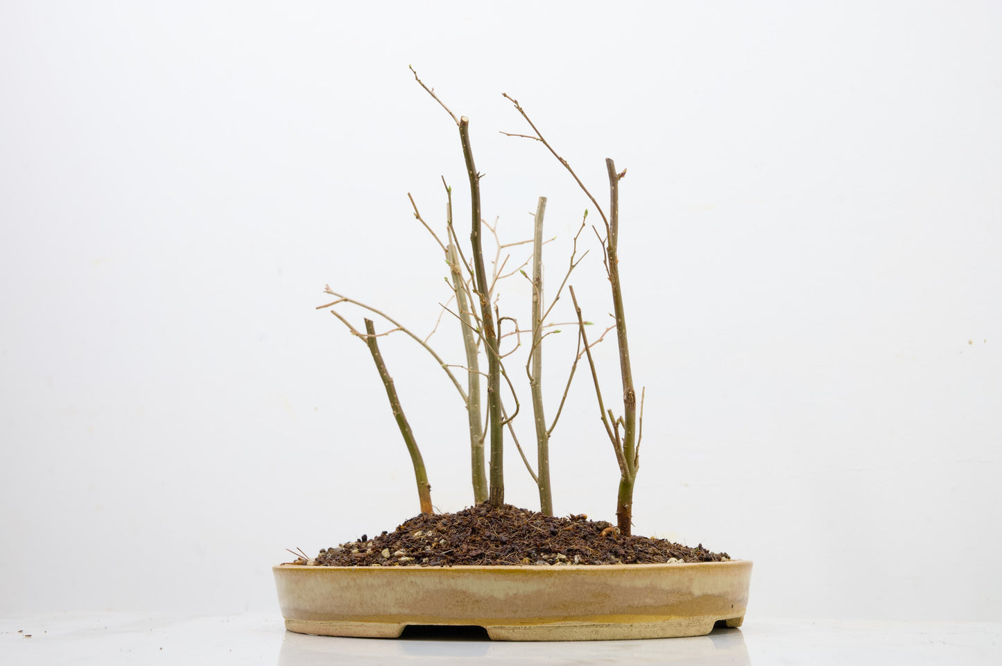 Japanese Hornbeam Bonsai Group Planting