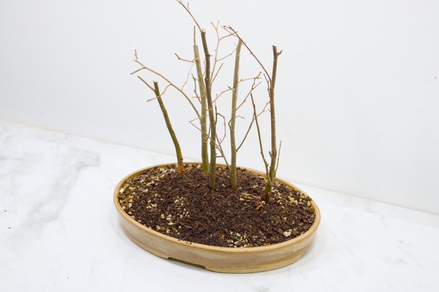 Japanese Hornbeam Bonsai Group Planting