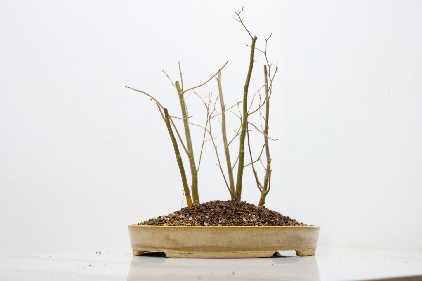 Japanese Hornbeam Bonsai Group Planting