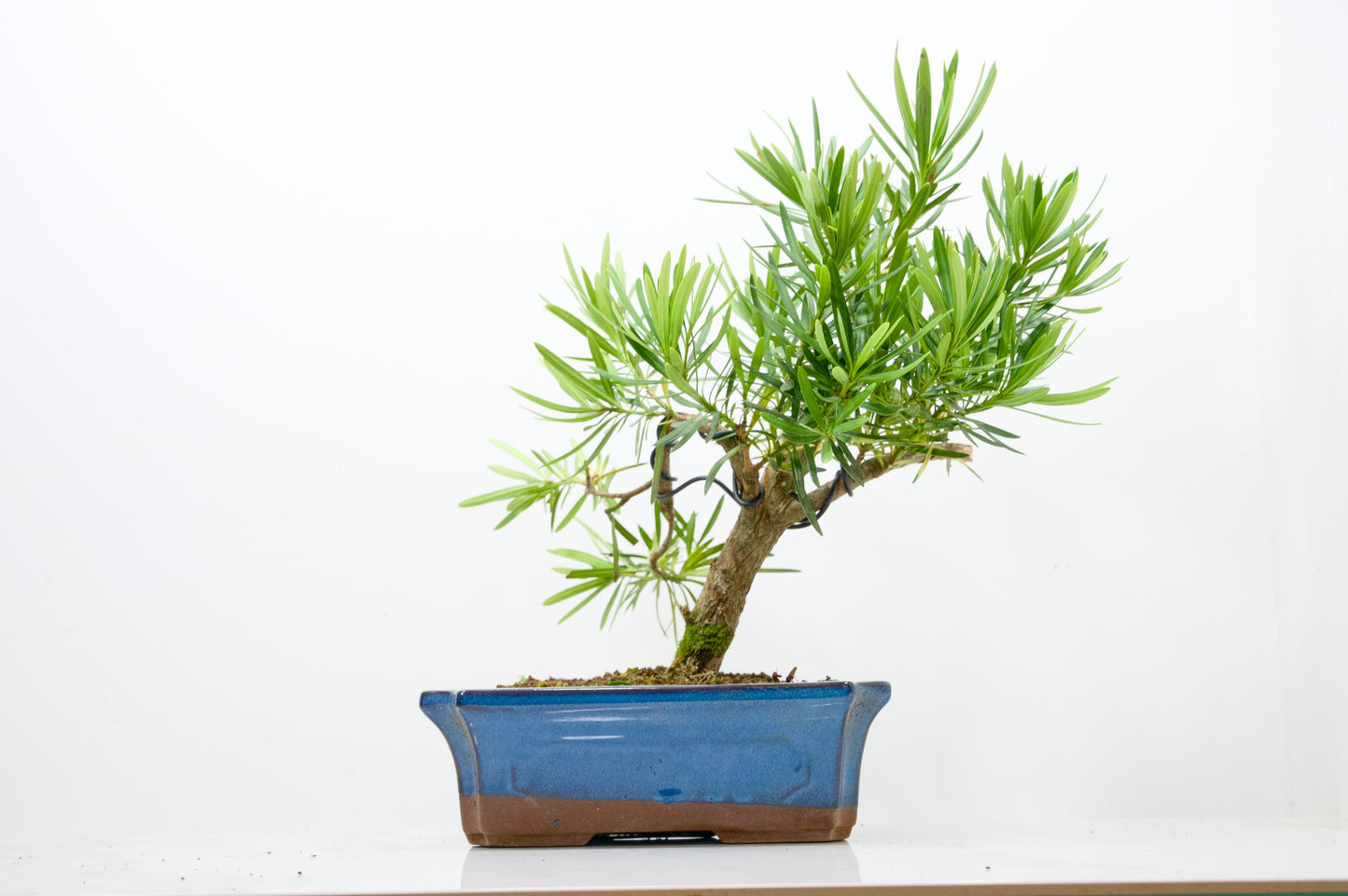 Buddhist Pine Bonsai  S Trunk - 24cm Blue Ceramic Pot