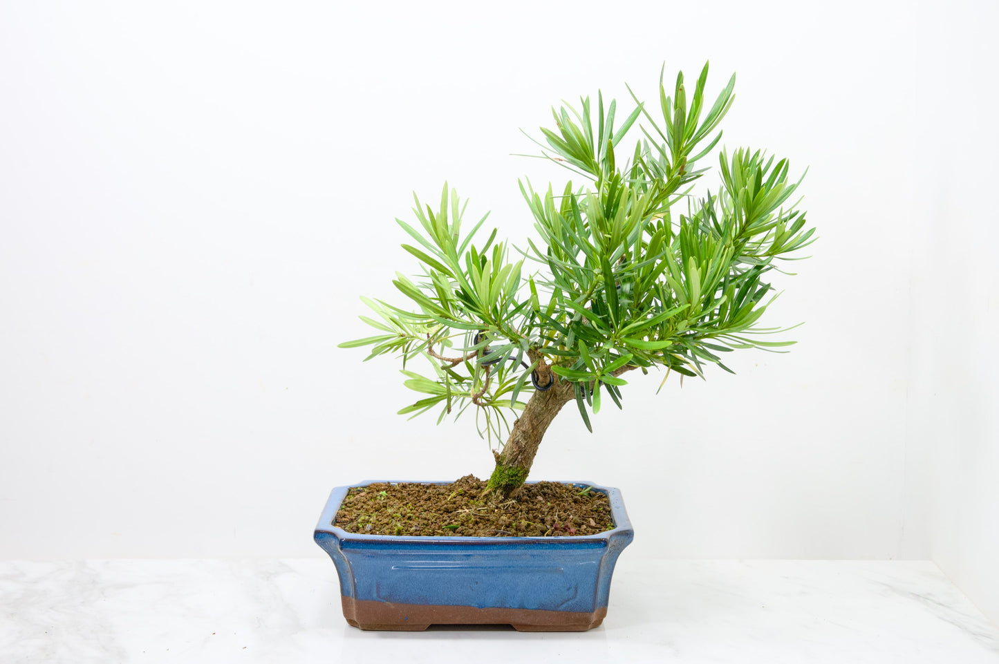 Buddhist Pine Bonsai  S Trunk - 24cm Blue Ceramic Pot