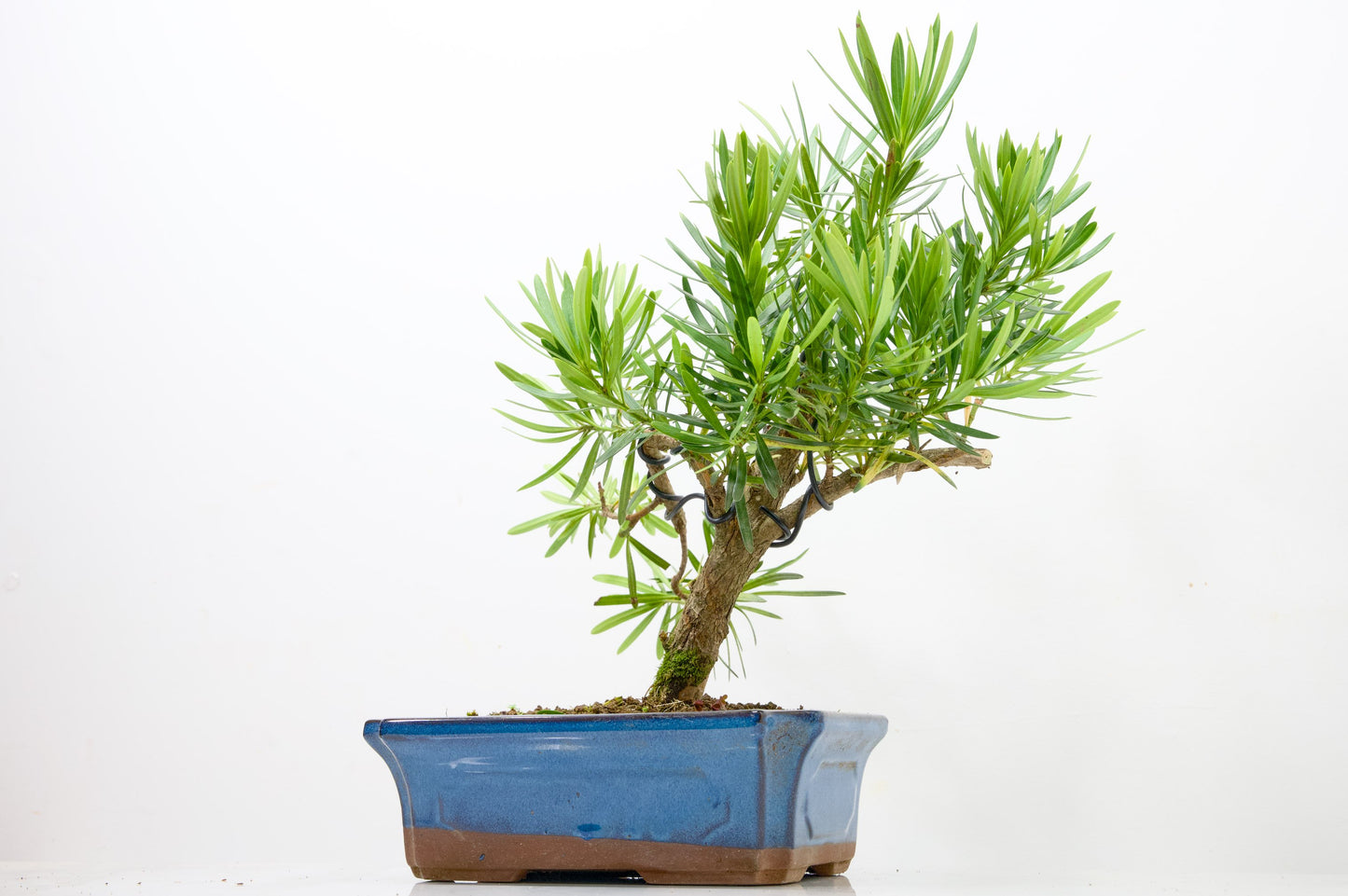 Buddhist Pine Bonsai  S Trunk - 24cm Blue Ceramic Pot