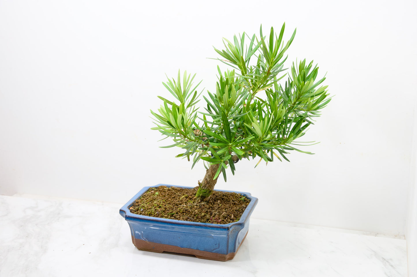 Buddhist Pine Bonsai  S Trunk - 24cm Blue Ceramic Pot
